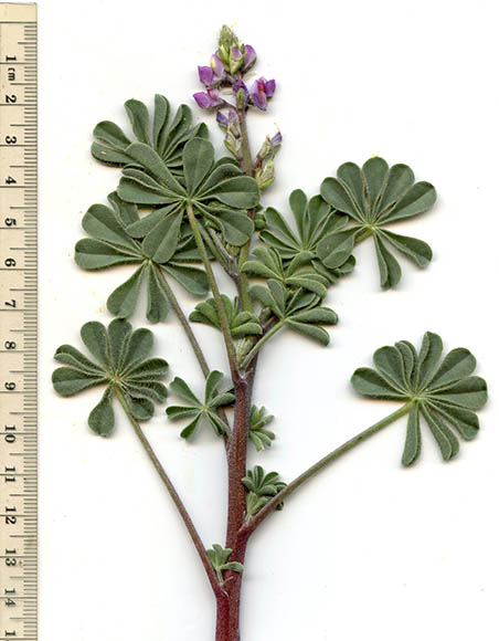  Lupinus arizonicus